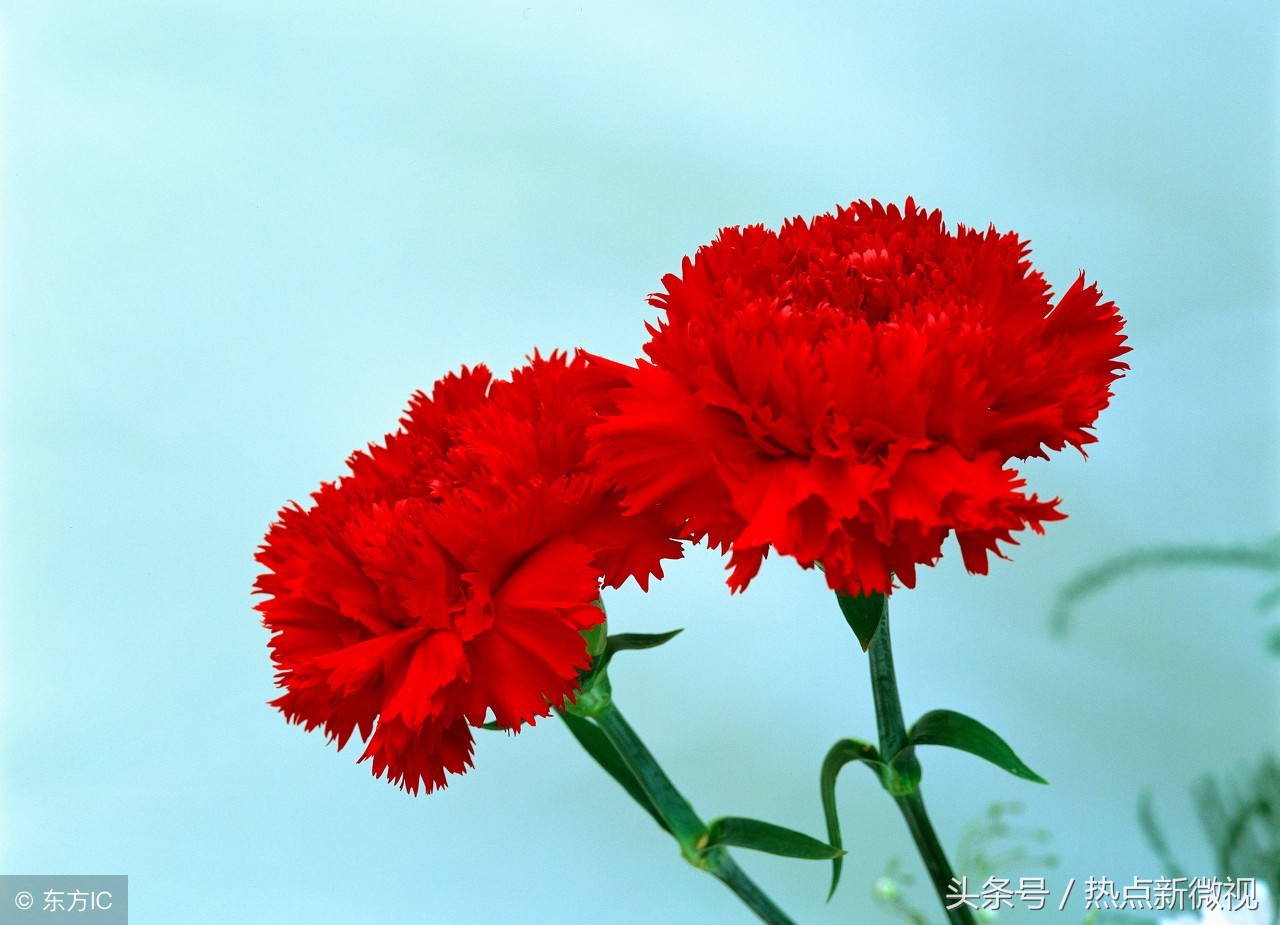 花语大全99种花语你需要了解,关于每种花的浪漫花语