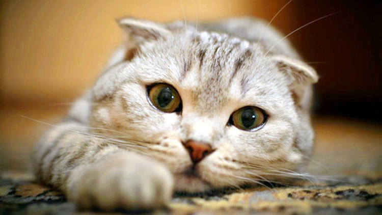 猫咪的7大怪癖你知道多少,猫咪都有哪些奇怪的癖好