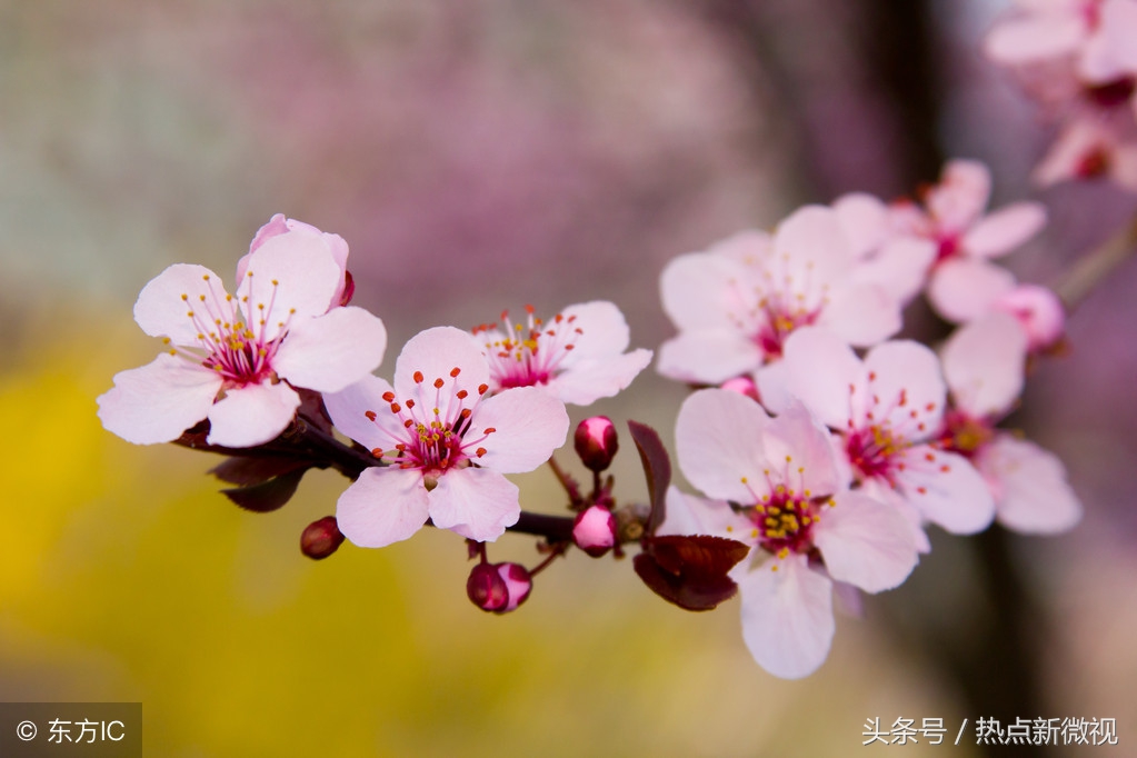 花语大全99种花语你需要了解,关于每种花的浪漫花语