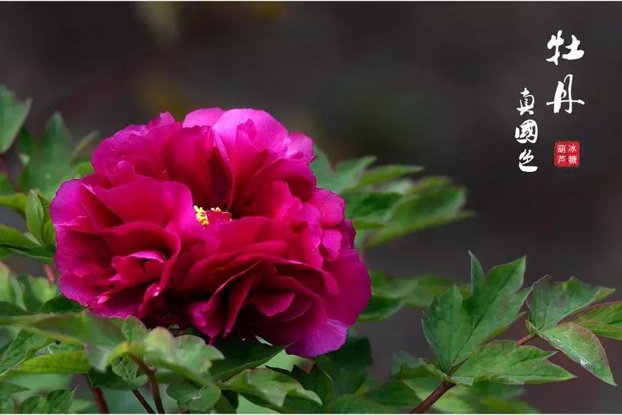 牡丹诗十首花开富贵,赏牡丹诗100首