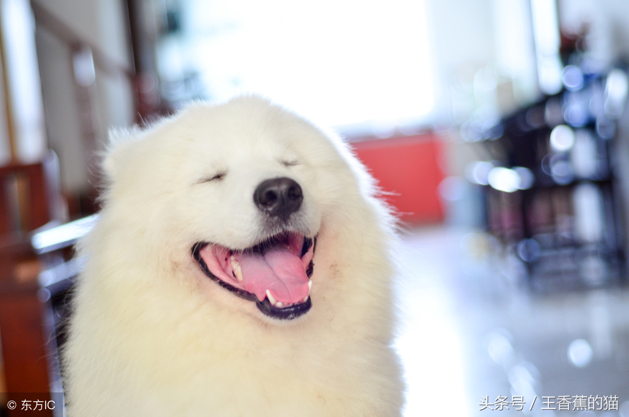 萨摩耶幼犬怎么训练乱叫,萨摩耶乱叫扑人怎么办