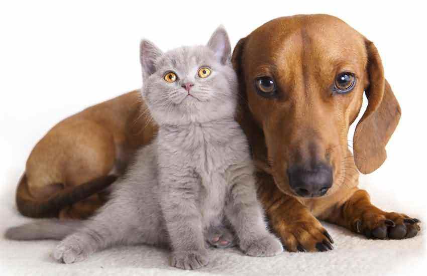 狂犬病时隔多年可以打疫苗吗,狂犬病死亡率那么高为啥还流行