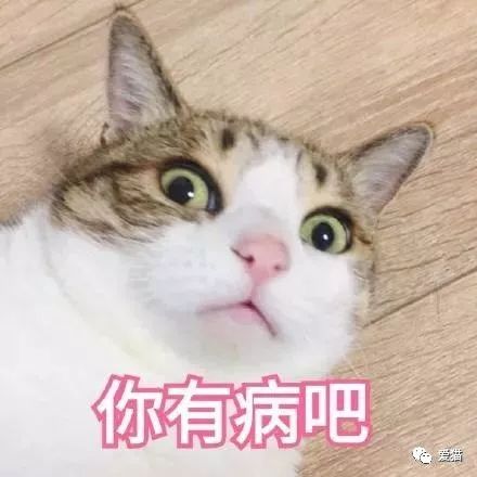 英短猫或蓝猫有没有可以领养的呀,英短猫可以领养吗