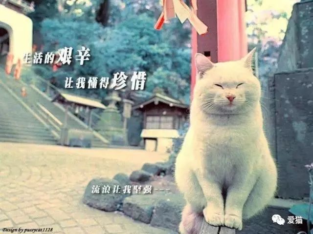 英短猫或蓝猫有没有可以领养的呀,英短猫可以领养吗