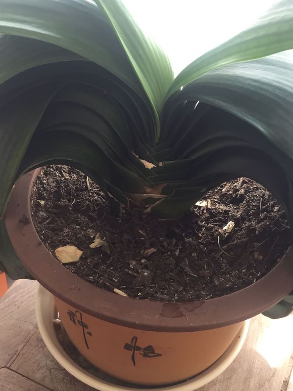 君子兰怎么养能让它开花长得快,君子兰怎么养才能更旺盛开花快