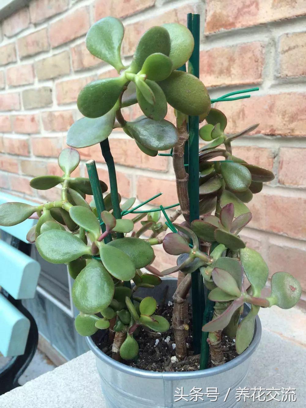 玉树叶子发黄不生长修剪后不发芽,玉树叶片中间发黄干枯掉怎么回事