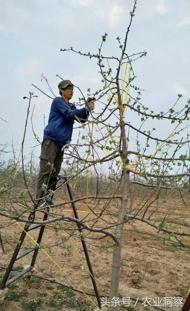 果农必学的标准化拉枝技术,果树拉枝的时节