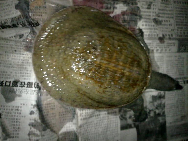 钓到野生甲鱼有什么预兆,钓到一只野生甲鱼视频