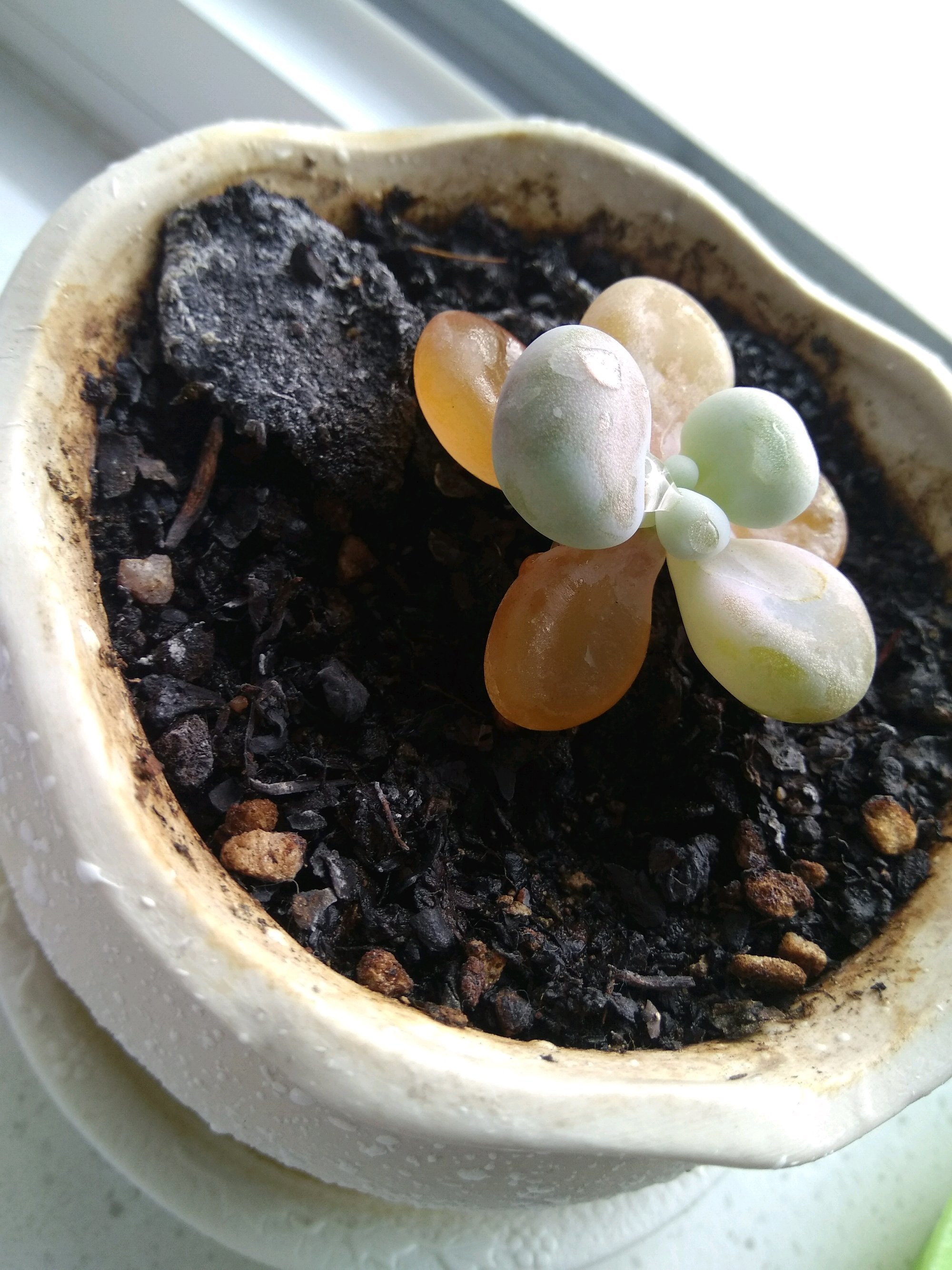 冬天桃蛋的养殖方法和注意事项,桃蛋露养的正确方法