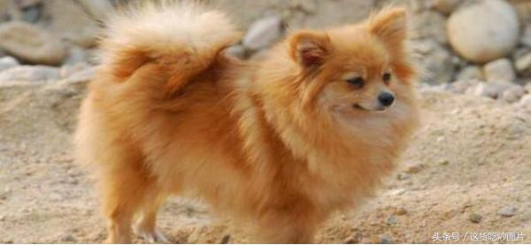 家里的博美太调皮如何训练,新手如何养博美犬图