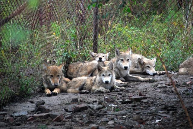 哈尔滨野狼湖，为东北最大的内陆平原湖，是野生狼栖息的天然场所