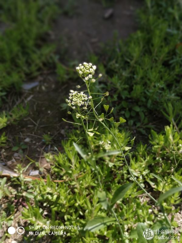 小米红米note5a参数,小米红米note5手机怎么样