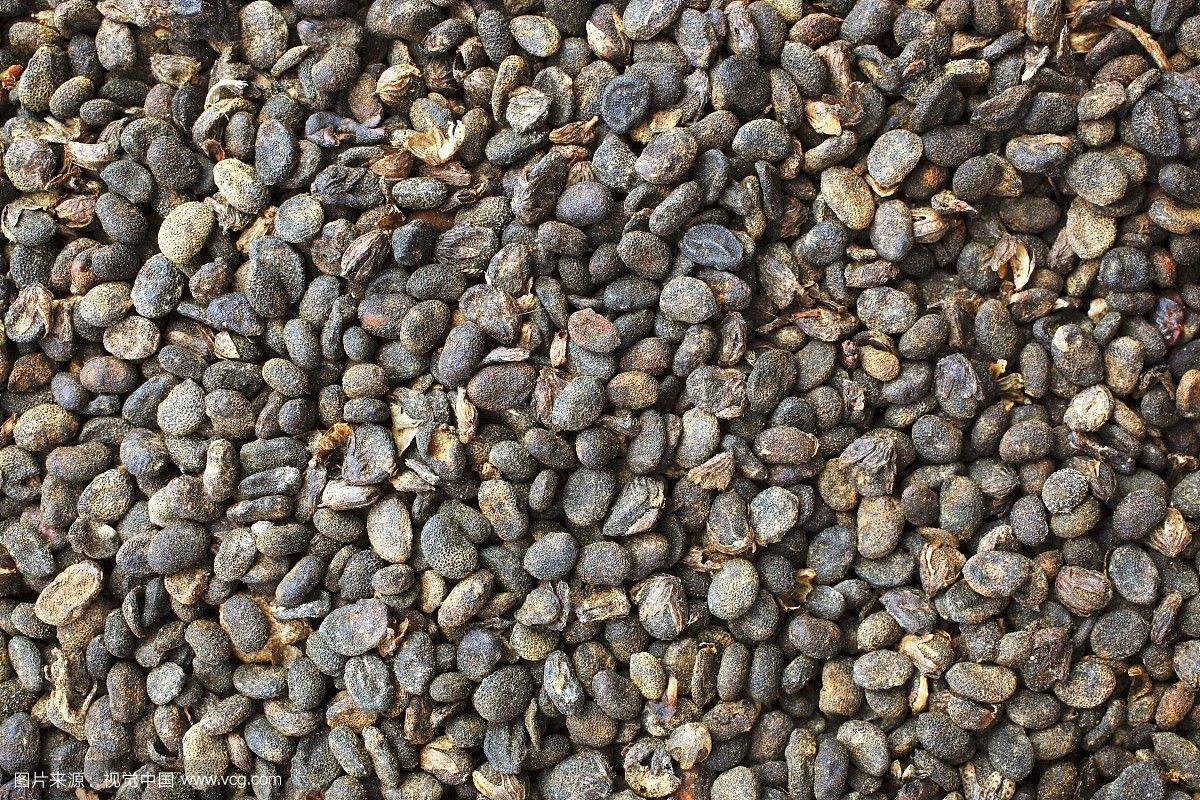 补骨脂治风寒湿痹,补骨脂补命门之火还能补脾胃之阳