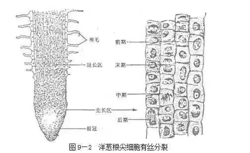 高中生物必考实验知识,中考生物实验六大实验操作