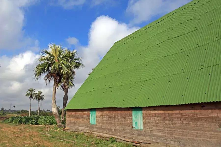 古巴的雪茄烟叶为什么这么特别,古巴雪茄烟种植