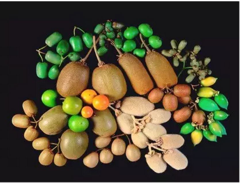 猕猴桃留洋回来变奇异果,猕猴桃真正实力