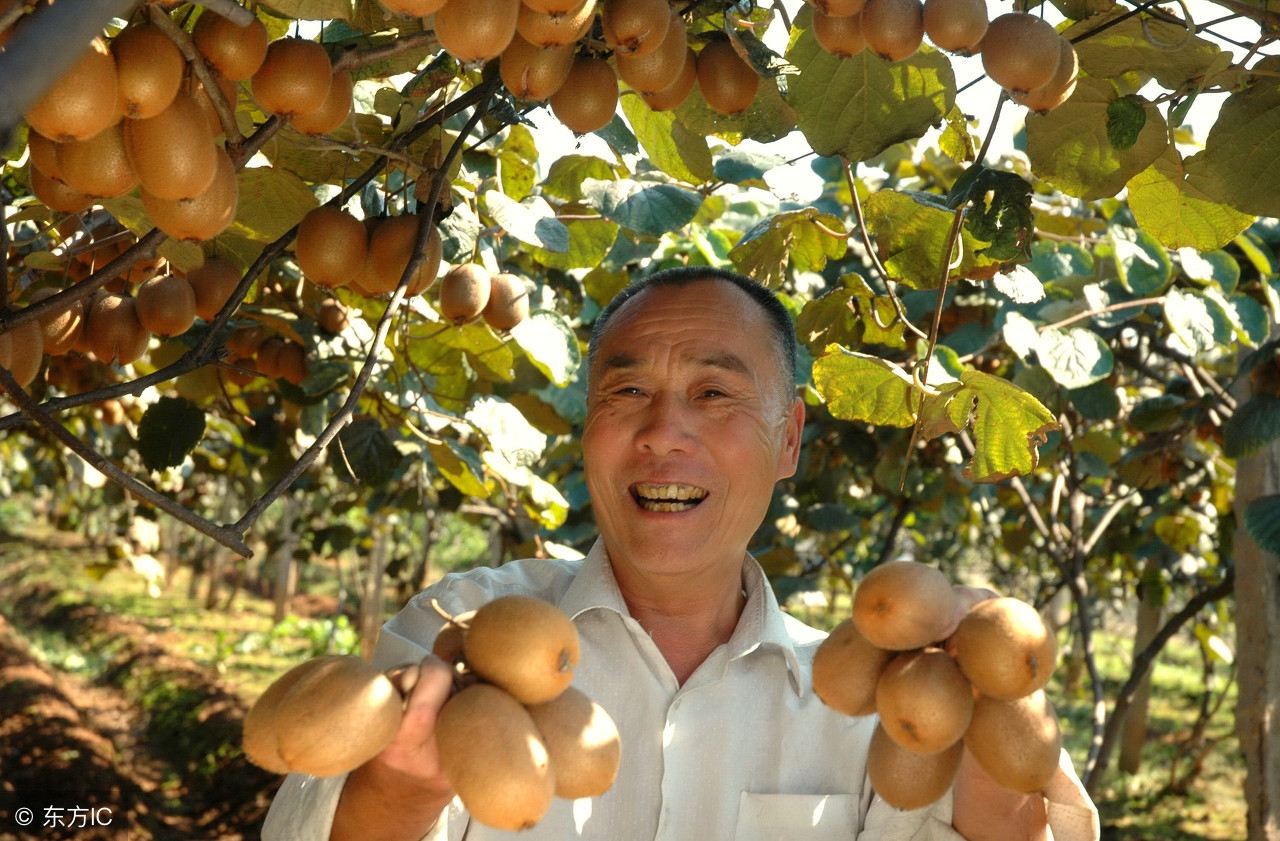 猕猴桃留洋回来变奇异果,猕猴桃真正实力