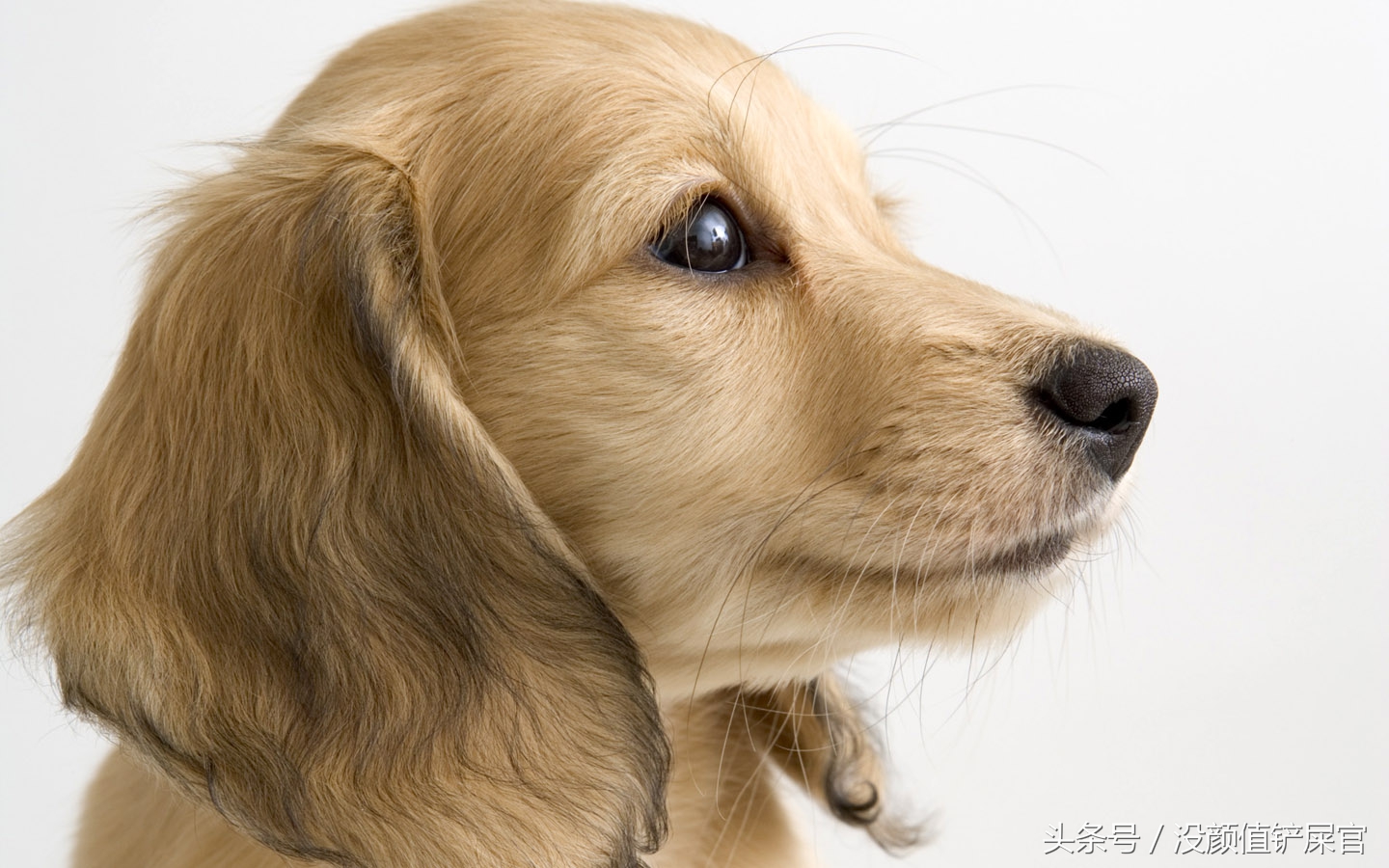 600元买的金毛靠不靠谱,金毛真实行情