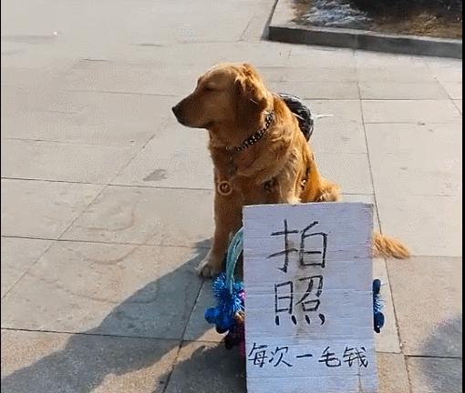 金毛犬摆地摊卖菜,金毛摆摊卖零食