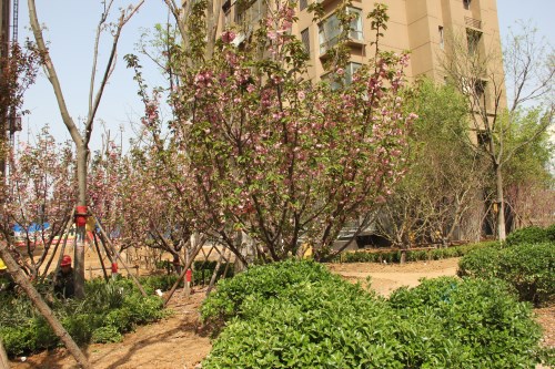 莱芜高新区热盘泰和嘉园实力见证，预计提前交房