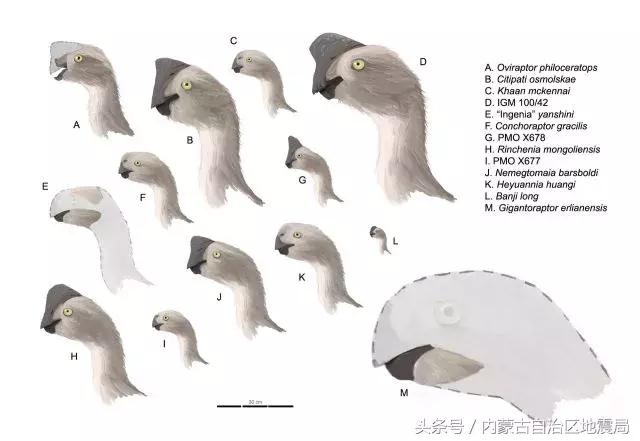 洗干净的恐龙,不可驯服的恐龙