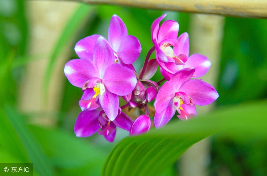 白芨历代本草,本草荟萃白芨