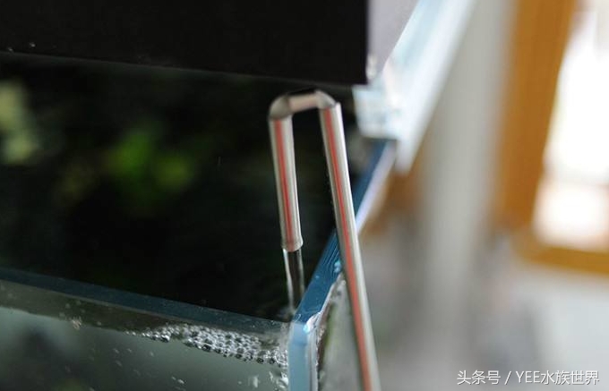 硝化细菌大量死亡的原因,过滤器关闭后多久硝化细菌死亡