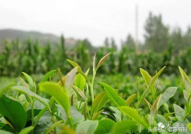 风吹雨洗满城花且饮一杯谷雨茶,何似西窗谷雨茶赏析