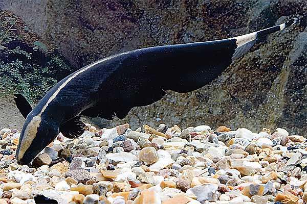 有什么样子奇特的观赏鱼,世界十大奇特的观赏鱼