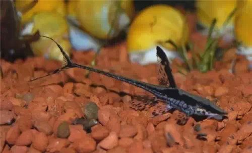 有什么样子奇特的观赏鱼,世界十大奇特的观赏鱼