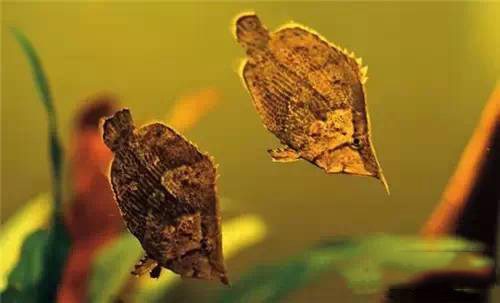 有什么样子奇特的观赏鱼,世界十大奇特的观赏鱼