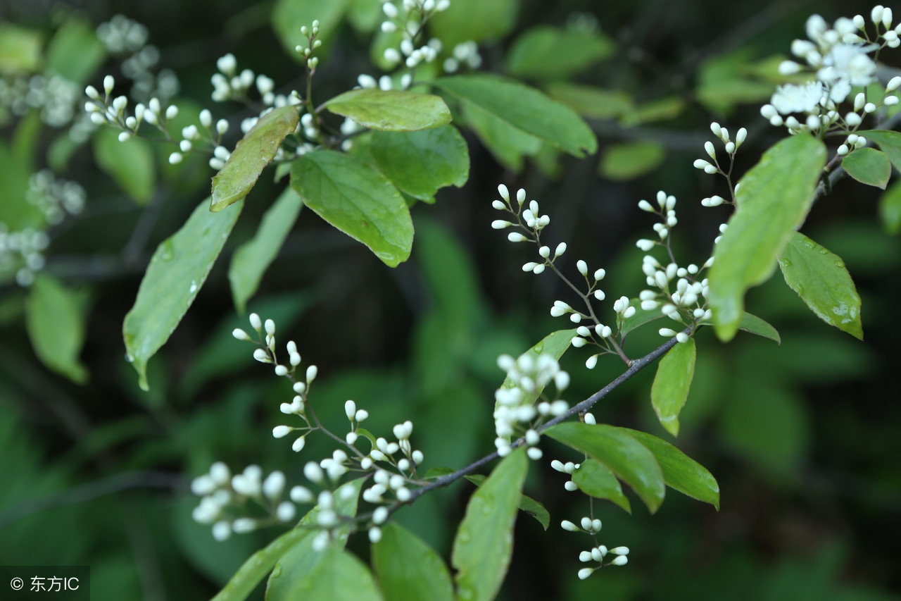 谷雨飞花令诗句大全,有关谷雨的诗词和简单介绍