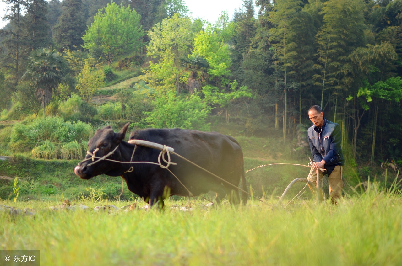 谷雨飞花令诗句大全,有关谷雨的诗词和简单介绍