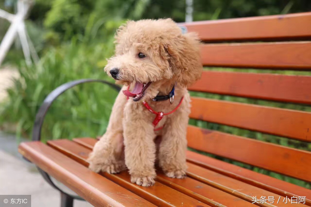 饲养泰迪犬的9大致命错误,饲养泰迪犬的错误方法你知道几个