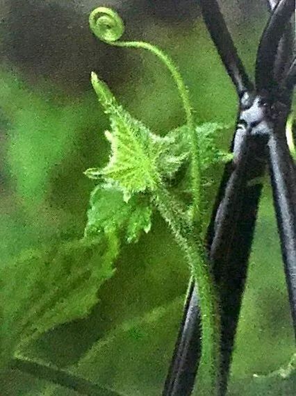 水黄瓜用总浇水吗,水培种植黄瓜的方法