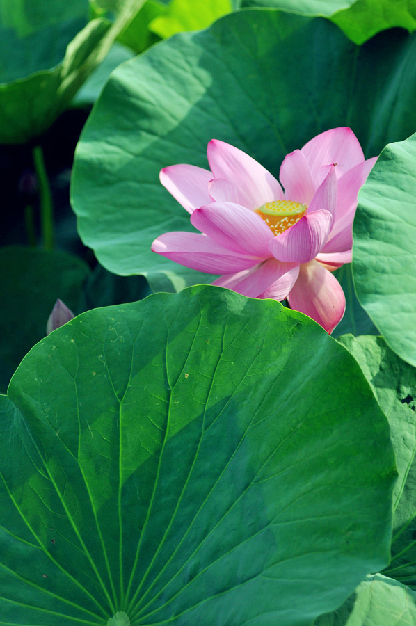 鹤城印象荷花图片,鹤城区看荷花
