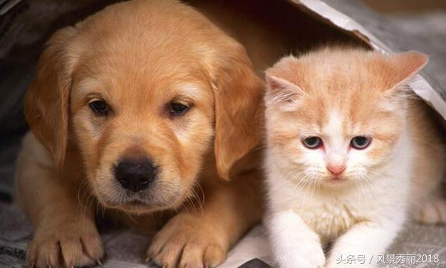 还有这种操作——宿舍养“猪猪侠”？你有在寝室养过什么动物么？