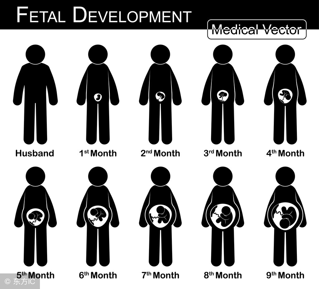 孕酮低胎儿发育正常怎么回事,胎儿发育样子
