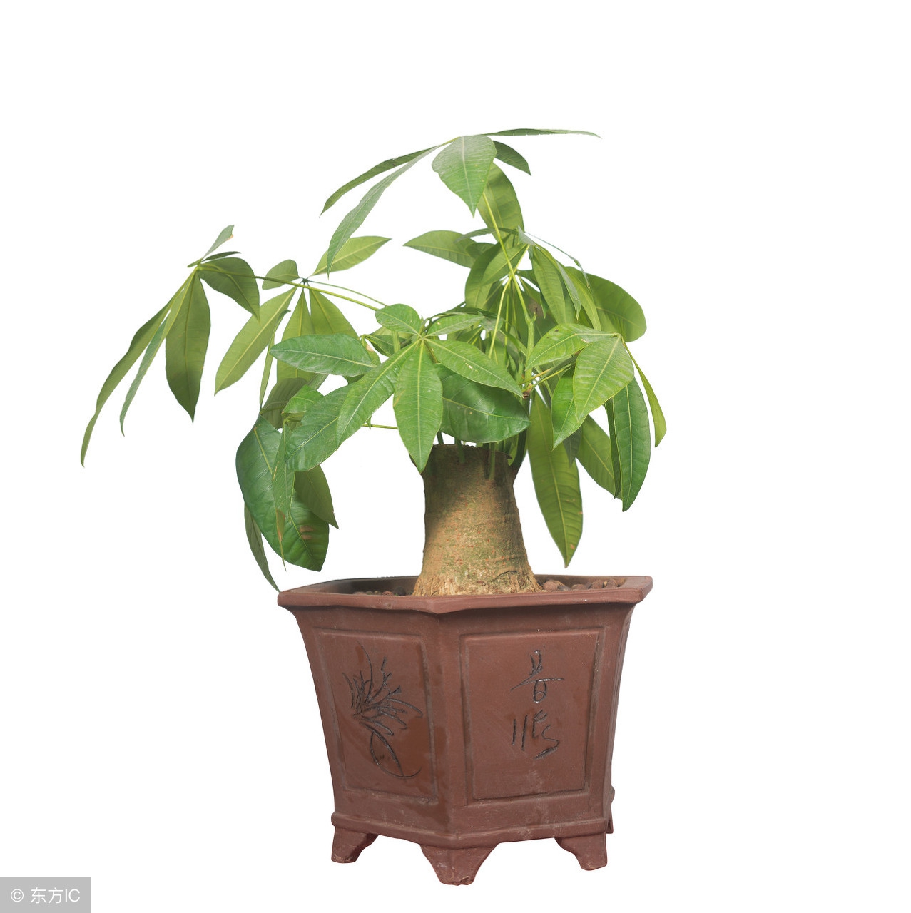 发财树叶子尖处卷起来怎么处理,发财树叶子卷曲怎么回事