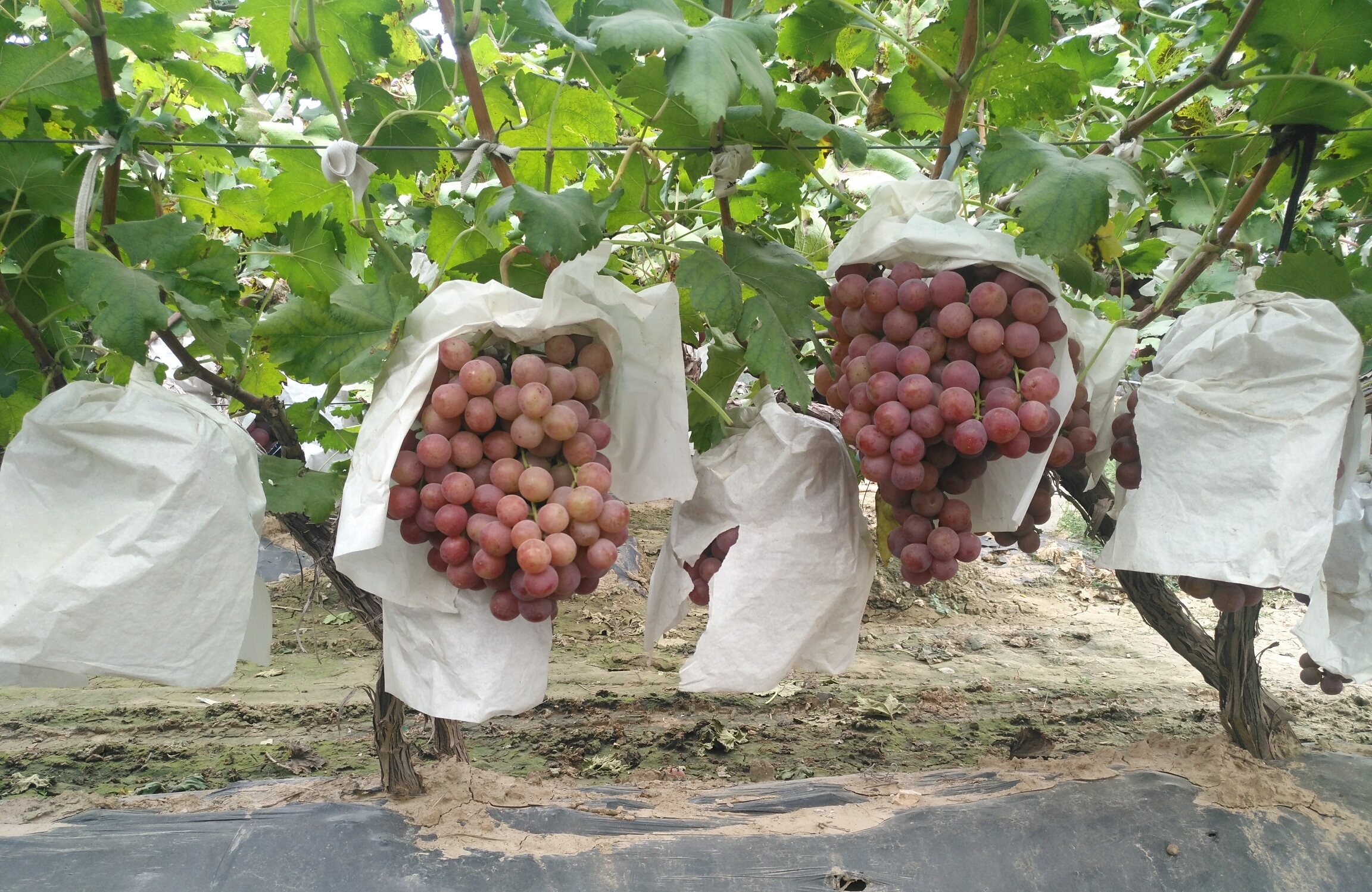 葡萄花穗不多而且很小是怎么回事,葡萄花穗少是什么原因
