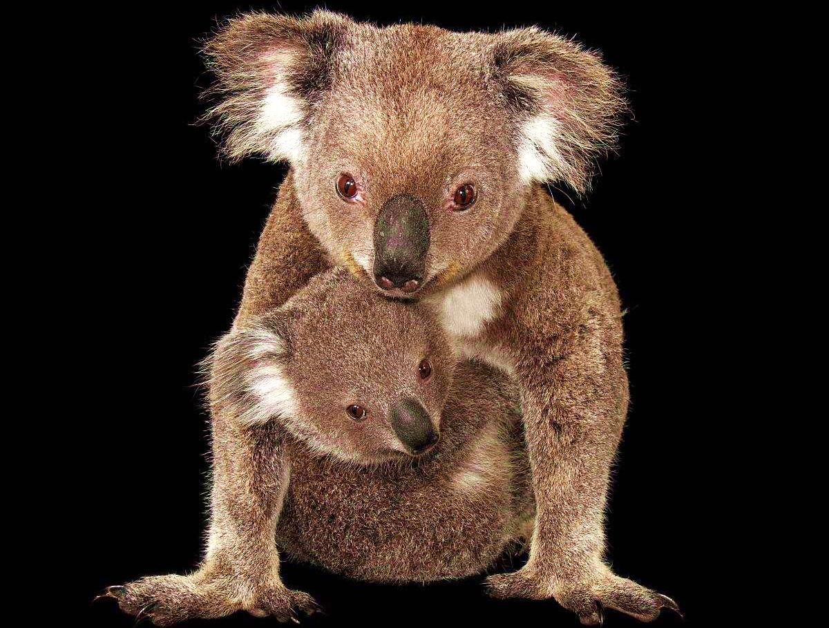 袋鼠为什么不是澳洲来的,澳大利亚为什么那么多种袋鼠