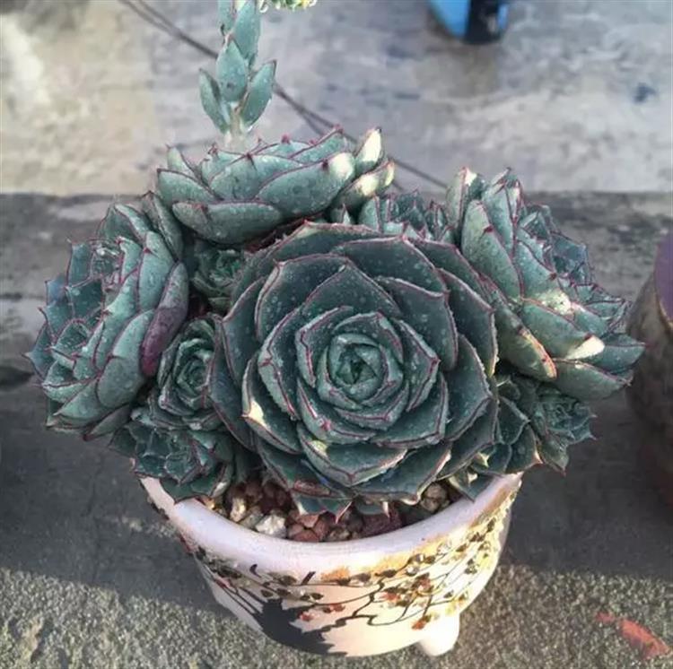 多肉居然能有这么顽强的生存,多肉可以养成什么样的小萌物