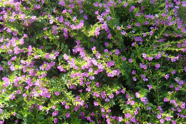 雪茄花的养护注意事项,细叶雪茄花如何繁殖