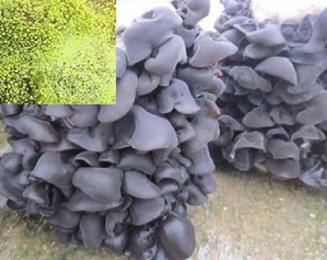 黑木耳菌管理,黑木耳菌种绿霉处理方法