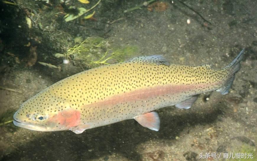 dha促进脑部发育的吗,dha对宝宝脑部发育真的有好处嘛