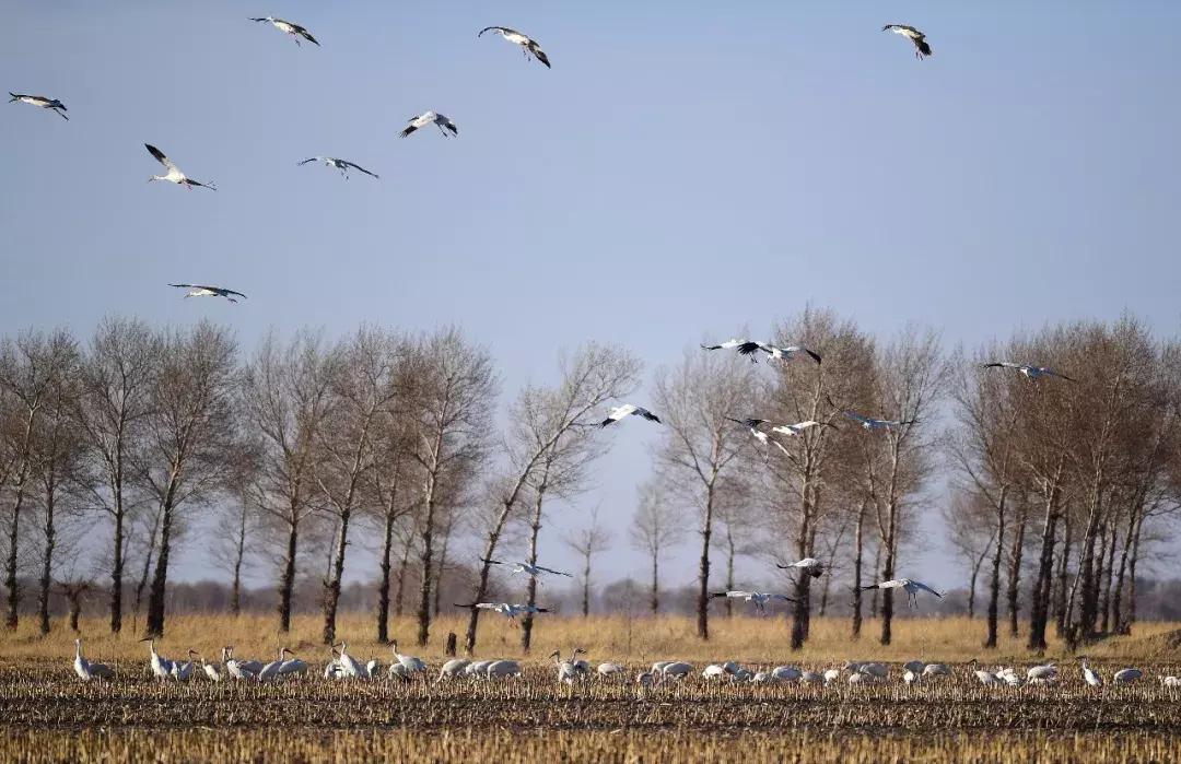 每日一球完整版,每日一字棋