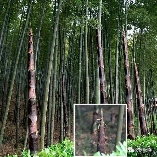 神游世外桃源完整视频,神游仙居景区