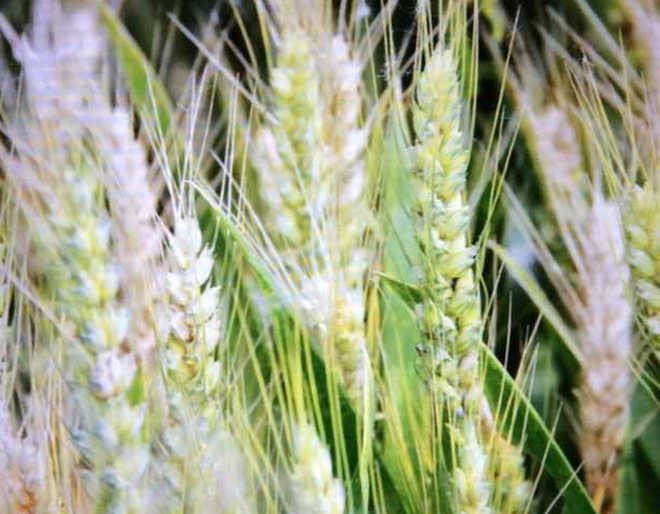 小麦出现“白穗”是哪些原因导致的?用什么药剂能防治?