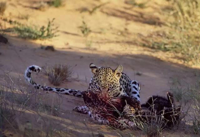 平头哥最大的克星是什么动物,平头哥有多能打架