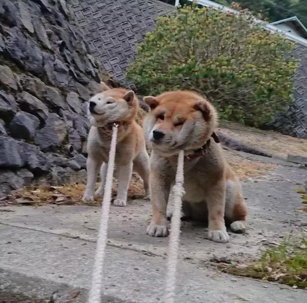 柴犬拒绝回家了,柴犬不想回家躺在地上耍赖